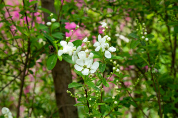 Obraz premium Bunch of white exochorda tianshanica flower with beautiful bokeh