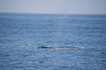 humpback tail