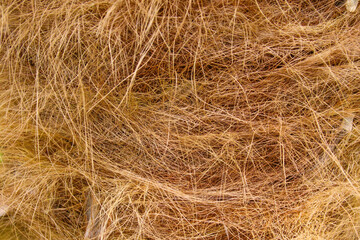Close up detail of Trachycarpus Fortunei palm tree trunk