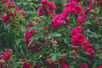 natural garden rose bush pattern, red roses in personal private 