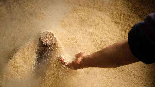 Sesame paste mill in operation