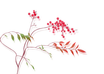 赤い実の南天の枝