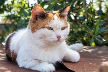 The cat is lying on a rusty iron sheet under a cherry tree. The bright summer sun is shining