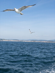 Gaviotas volando sobre mar