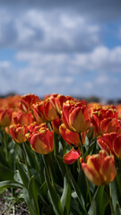 Orange tulips fields