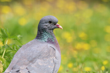 Close up head and shoulders of a Stock Dove (Columba oenas) in a field UK