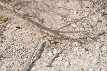 lizard on the stone