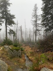 mountain forest in misty haze in late autumn