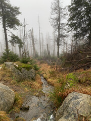 Fototapeta na wymiar mountain forest in misty haze in late autumn