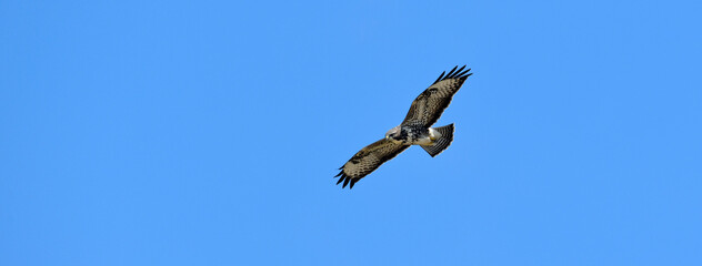 flying Common Buzzard // fliegender Mäusebussard (Buteo buteo)