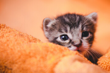 Newborn cat look