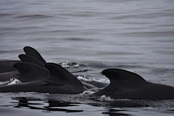 Motive with long-finned pilot whale