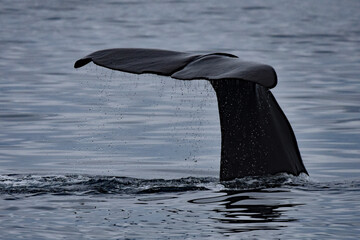 Obraz premium Sperm whale raising its flukes before diving