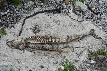 Obraz premium Dolphin skeleton on the beach