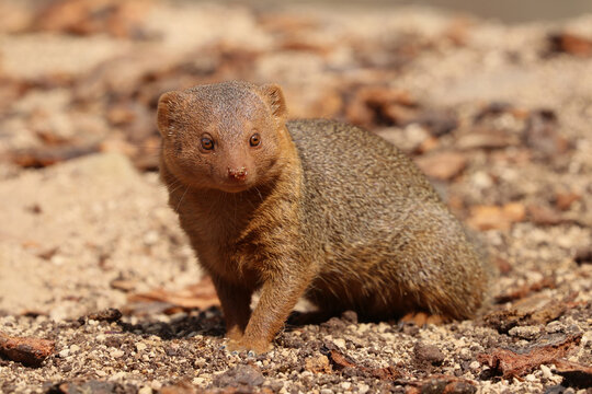 Close up of a cute pygmy Mongoose (Helogale parvula)