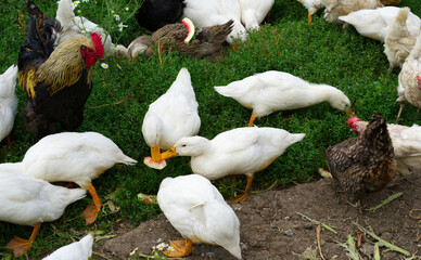 A black rooster with a red muzzle stands on the green grass in summer.