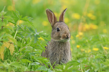 Naklejka na ściany i meble Baby Wild Rabbit (Oryctolagus cuniculus) sitting in a field.