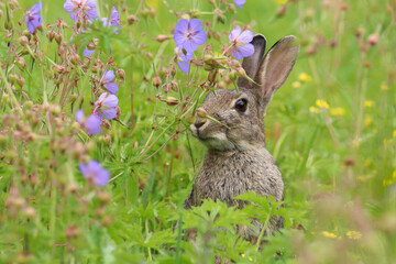 Wild Rabbit (Oryctolagus cuniculus) sitting in a field.