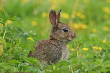 Naklejka na ściany i meble Baby Wild Rabbit (Oryctolagus cuniculus) sitting in a field.