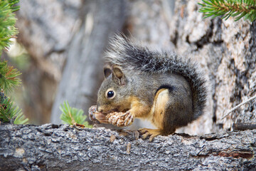 squirrel eating nut