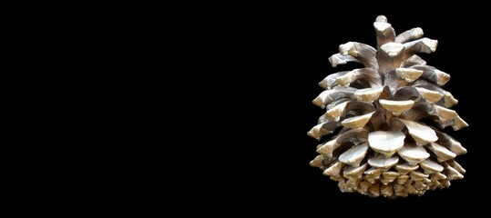 Cedar cone on a black background on the right
