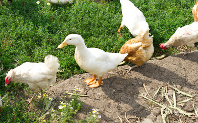 A white duck with yellow paws standing on a large stone in the courtyard of a private farm.