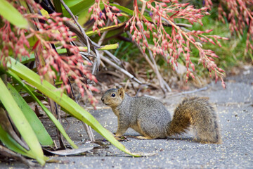 squirrel in the park