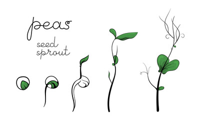 Peas seedling and growth sprouts illustration. Color signs microgreen vector art. Green for home gardening