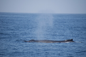 Obraz premium humpback tail