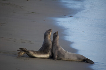 lions on beach