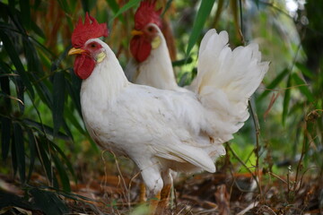 rooster on the farm