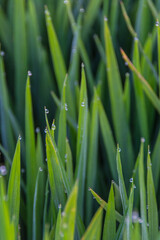 Typical rural landscape with rice fields at Delta de l'Ebre in summer. Catalonia, Spain