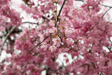 A blooming branch of apple tree in spring