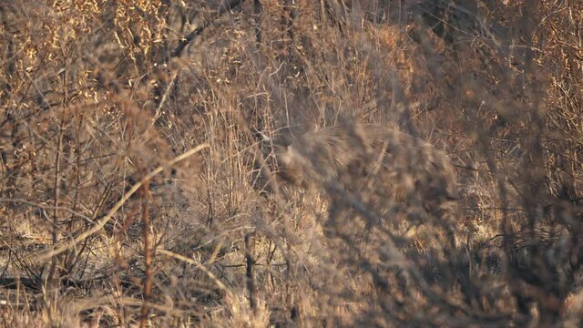 Brown hyena walks between dry brown grass and trees, this well camouflaged, elusive animal looks at camera, makes eye contact