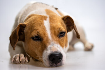 Dog jack russel terrier