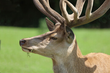 Rothirsch / Red Deer / Cervus elaphus