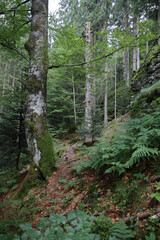 Landschaft Bayern - Bayrischer Wald / Landscape Bavaria - Bavarian Forest /