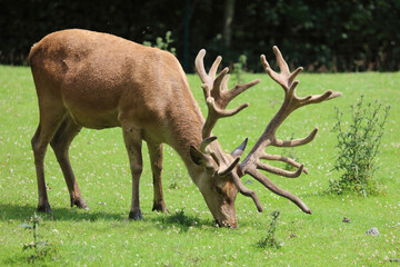 Rothirsch / Red Deer / Cervus elaphus