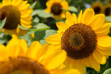 Fototapete bei efototapeten.de bestellen   