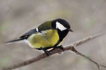 Obraz premium A bird tit of bright colors sits on a tree branch. Spring or autumn.
