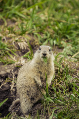 The ground squirrel eats grass leaves in the wild.
Cute gopher, squirrel, ground squirrel.

