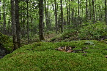 A deciduous forest, Sainte-Apolline, Qu&eacute;bec, Canada
