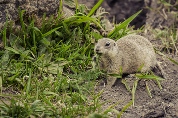 Naklejka na ściany i meble The ground squirrel eats grass leaves in the wild. Cute gopher, squirrel, ground squirrel.