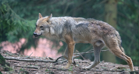Wolf / Wolf / Canis lupus