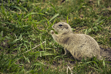 Naklejka na ściany i meble The ground squirrel eats grass leaves in the wild. Cute gopher, squirrel, ground squirrel.