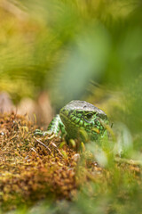 Lizard in the garden