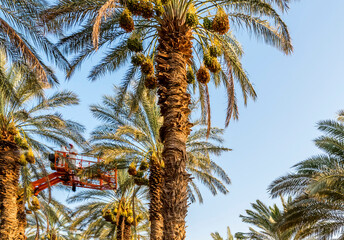 Plantation of ripening date palms and special maintenance with technical supports plant pests,...