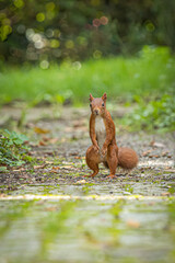 Squirrel in the forest