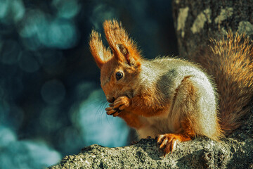 Squirrel close-up in the park sitting on a tree and eating a nut