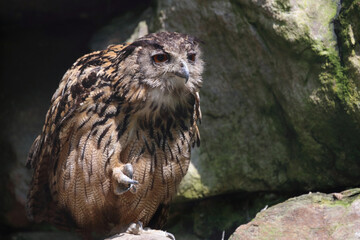 Uhu / Eurasian eagle-owl / Bubo bubo